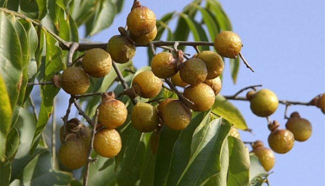 Buah Lerak